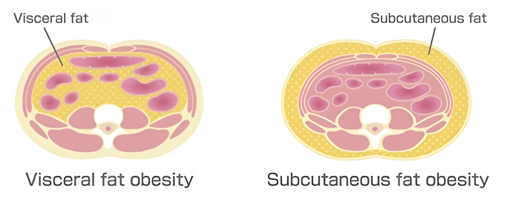 What is subcutaneous fat?